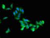 Immunofluorescent analysis of HepG2 cells using CSB-PA884622LA01HU at dilution of 1:100 and Alexa Fluor 488-congugated AffiniPure Goat Anti-Rabbit IgG (H+L)