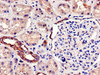 Immunohistochemistry of paraffin-embedded human kidney tissue using CSB-PA885703LA01HU at dilution of 1:100