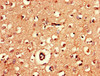 Immunohistochemistry of paraffin-embedded human brain tissue using CSB-PA897315LA01HU at dilution of 1:100