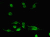 Immunofluorescent analysis of U251 cells using CSB-PA001266LA01HU at dilution of 1:100 and Alexa Fluor 488-congugated AffiniPure Goat Anti-Rabbit IgG (H+L)