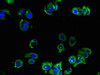 Immunofluorescent analysis of MCF-7 cells using CSB-PA001388LA01HU at dilution of 1:100 and Alexa Fluor 488-congugated AffiniPure Goat Anti-Rabbit IgG (H+L)