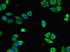 Immunofluorescent analysis of PC-3 cells using CSB-PA001837LA01HU at dilution of 1:100 and Alexa Fluor 488-congugated AffiniPure Goat Anti-Rabbit IgG (H+L)
