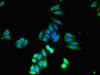 Immunofluorescent analysis of HepG2 cells using CSB-PA004549LA01HU at dilution of 1:100 and Alexa Fluor 488-congugated AffiniPure Goat Anti-Rabbit IgG (H+L)