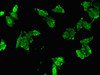 Immunofluorescent analysis of HepG2 cells using CSB-PA004812LA01HU at dilution of 1:100 and Alexa Fluor 488-congugated AffiniPure Goat Anti-Rabbit IgG (H+L)