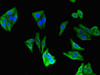 Immunofluorescent analysis of HepG2 cells using CSB-PA005256LA01HU at dilution of 1:100 and Alexa Fluor 488-congugated AffiniPure Goat Anti-Rabbit IgG (H+L)
