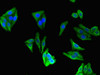 Immunofluorescent analysis of HepG2 cells using CSB-PA005256LA01HU at dilution of 1:100 and Alexa Fluor 488-congugated AffiniPure Goat Anti-Rabbit IgG (H+L) Immunofluorescent analysis of HepG2 cells using CSB-PA005256LA01HU at dilution of 1:100 and Alexa Fluor 488-congugated AffiniPure Goat Anti-Rabbit IgG (H+L)