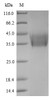 (Tris-Glycine gel) Discontinuous SDS-PAGE (reduced) with 5% enrichment gel and 15% separation gel. (Tris-Glycine gel) Discontinuous SDS-PAGE (reduced) with 5% enrichment gel and 15% separation gel.