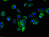 Immunofluorescent analysis of MCF-7 cells using CSB-PA006949LA01HU at dilution of 1:100 and Alexa Fluor 488-congugated AffiniPure Goat Anti-Rabbit IgG (H+L)