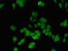 Immunofluorescent analysis of HepG2 cells using CSB-PA007342LA01HU at dilution of 1:100 and Alexa Fluor 488-congugated AffiniPure Goat Anti-Rabbit IgG (H+L)