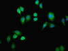 Immunofluorescent analysis of A549 cells using CSB-PA007759LA01HU at dilution of 1:100 and Alexa Fluor 488-congugated AffiniPure Goat Anti-Rabbit IgG (H+L)