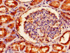 Immunohistochemistry of paraffin-embedded human kidney tissue using CSB-PA008226LA01HU at dilution of 1:100