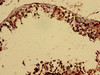 Immunohistochemistry analysis of human testis tissue using CSB-PA008841LA01HU at dilution of 1:100