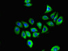 Immunofluorescent analysis of A549 cells using CSB-PA009379LA01HU at dilution of 1:100 and Alexa Fluor 488-congugated AffiniPure Goat Anti-Rabbit IgG (H+L)