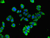 Immunofluorescent analysis of PC-3 cells using CSB-PA009381LA01HU at dilution of 1:100 and Alexa Fluor 488-congugated AffiniPure Goat Anti-Rabbit IgG (H+L)