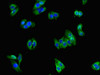 Immunofluorescent analysis of HepG2 cells using CSB-PA009911LA01HU at dilution of 1:100 and Alexa Fluor 488-congugated AffiniPure Goat Anti-Rabbit IgG (H+L)