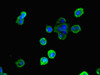 Immunofluorescent analysis of MCF-7 cells using CSB-PA009968LA01HU at dilution of 1:100 and Alexa Fluor 488-congugated AffiniPure Goat Anti-Rabbit IgG (H+L)
