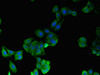 Immunofluorescent analysis of HepG2 cells using CSB-PA010702LA01HU at dilution of 1:100 and Alexa Fluor 488-congugated AffiniPure Goat Anti-Rabbit IgG (H+L)