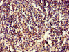 Immunohistochemistry of paraffin-embedded human spleen tissue using CSB-PA011818LA01HU at dilution of 1:100
