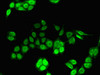 Immunofluorescent analysis of PC-3 cells using CSB-PA011822LA01HU at dilution of 1:100 and Alexa Fluor 488-congugated AffiniPure Goat Anti-Rabbit IgG (H+L)