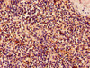 Immunohistochemistry of paraffin-embedded human spleen tissue using CSB-PA012474LA01HU at dilution of 1:100