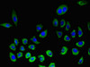 Immunofluorescent analysis of A549 cells using CSB-PA012474LA01HU at dilution of 1:100 and Alexa Fluor 488-congugated AffiniPure Goat Anti-Rabbit IgG (H+L)