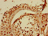 Immunohistochemistry of paraffin-embedded human testis tissue using CSB-PA012486LA01HU at dilution of 1:100