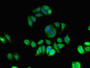 Immunofluorescent analysis of PC-3 cells using CSB-PA012486LA01HU at dilution of 1:100 and Alexa Fluor 488-congugated AffiniPure Goat Anti-Rabbit IgG (H+L)