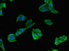 Immunofluorescent analysis of HepG2 cells using CSB-PA023604LA01HU at dilution of 1:100 and Alexa Fluor 488-congugated AffiniPure Goat Anti-Rabbit IgG (H+L)