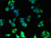Immunofluorescent analysis of HepG2 cells using CSB-PA03389A0Rb at dilution of 1:100 and Alexa Fluor 488-congugated AffiniPure Goat Anti-Rabbit IgG (H+L)
