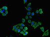 Immunofluorescent analysis of PC-3 cells using CSB-PA742402LA01HU at dilution of 1:100 and Alexa Fluor 488-congugated AffiniPure Goat Anti-Rabbit IgG (H+L)