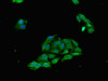 Immunofluorescent analysis of HepG2 cells using CSB-PA822174LA01HU at dilution of 1:100 and Alexa Fluor 488-congugated AffiniPure Goat Anti-Rabbit IgG (H+L)