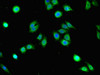 Immunofluorescent analysis of PC-3 cells using CSB-PA844730LA01HU at dilution of 1:100 and Alexa Fluor 488-congugated AffiniPure Goat Anti-Rabbit IgG (H+L)