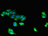 Immunofluorescent analysis of HepG2 cells using CSB-PA859100LA01HU at dilution of 1:100 and Alexa Fluor 488-congugated AffiniPure Goat Anti-Rabbit IgG (H+L)