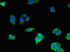 Immunofluorescent analysis of HepG2 cells using CSB-PA868355LA01HU at dilution of 1:100 and Alexa Fluor 488-congugated AffiniPure Goat Anti-Rabbit IgG (H+L)