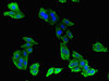 Immunofluorescent analysis of HepG2 cells using CSB-PA889064LA01HU at dilution of 1:100 and Alexa Fluor 488-congugated AffiniPure Goat Anti-Rabbit IgG (H+L)