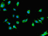 Immunofluorescent analysis of U251 cells using CSB-PA889157LA01HU at dilution of 1:100 and Alexa Fluor 488-congugated AffiniPure Goat Anti-Rabbit IgG (H+L)