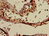 Immunohistochemistry of paraffin-embedded human testis tissue using CSB-PA001067LA01HU at dilution of 1:100
