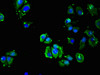 Immunofluorescent analysis of MCF-7 cells using CSB-PA001393LA01HU at dilution of 1:100 and Alexa Fluor 488-congugated AffiniPure Goat Anti-Rabbit IgG (H+L)