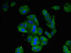 Immunofluorescent analysis of HepG2 cells using CSB-PA001568LA01HU at dilution of 1:100 and Alexa Fluor 488-congugated AffiniPure Goat Anti-Rabbit IgG (H+L)