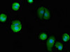 Immunofluorescent analysis of MCF-7 cells using CSB-PA002532LA01HU at dilution of 1:100 and Alexa Fluor 488-congugated AffiniPure Goat Anti-Rabbit IgG (H+L)
