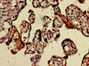 Immunohistochemistry of paraffin-embedded human placenta tissue using CSB-PA002751LA01HU at dilution of 1:100