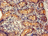 Immunohistochemistry of paraffin-embedded human small intestine tissue using CSB-PA00359A0Rb at dilution of 1:100