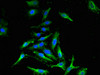 Immunofluorescent analysis of Hela cells using CSB-PA005094LA01HU at dilution of 1:100 and Alexa Fluor 488-congugated AffiniPure Goat Anti-Rabbit IgG (H+L)