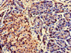 Immunohistochemistry of paraffin-embedded human pancreatic tissue using CSB-PA005180HA01HU at dilution of 1:100