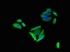 Immunofluorescent analysis of HepG2 cells using CSB-PA009148LA01HU at dilution of 1:100 and Alexa Fluor 488-congugated AffiniPure Goat Anti-Rabbit IgG (H+L) Immunofluorescent analysis of HepG2 cells using CSB-PA009148LA01HU at dilution of 1:100 and Alexa Fluor 488-congugated AffiniPure Goat Anti-Rabbit IgG (H+L)