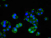 Immunofluorescent analysis of HepG2 cells using CSB-PA010524LA01HU at dilution of 1:100 and Alexa Fluor 488-congugated AffiniPure Goat Anti-Rabbit IgG (H+L)