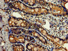 Immunohistochemistry of paraffin-embedded human small intestine tissue using CSB-PA012844LA01HU at dilution of 1:100