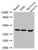 Western Blot<br />
 Positive WB detected in: HepG2 whole cell lysate, A549 whole cell lysate, Mouse skeletal muscle tissue<br />
 All lanes: MAPK12 antibody at 2.7µg/ml<br />
 Secondary<br />
 Goat polyclonal to rabbit IgG at 1/50000 dilution<br />
 Predicted band size: 42, 41 kDa<br />
 Observed band size: 42 kDa<br /> Western Blot<br />
 Positive WB detected in: HepG2 whole cell lysate, A549 whole cell lysate, Mouse skeletal muscle tissue<br />
 All lanes: MAPK12 antibody at 2.7µg/ml<br />
 Secondary<br />
 Goat polyclonal to rabbit IgG at 1/50000 dilution<br />
 Predicted band size: 42, 41 kDa<br />
 Observed band size: 42 kDa<br />