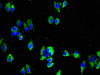 Immunofluorescent analysis of HepG2 cells using CSB-PA015190LA01HU at dilution of 1:100 and Alexa Fluor 488-congugated AffiniPure Goat Anti-Rabbit IgG (H+L)