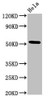 Western Blot<br />
 Positive WB detected in: Hela whole cell lysate<br />
 All lanes: MTRF1 antibody at 3µg/ml<br />
 Secondary<br />
 Goat polyclonal to rabbit IgG at 1/50000 dilution<br />
 Predicted band size: 53, 55 kDa<br />
 Observed band size: 53 kDa<br />